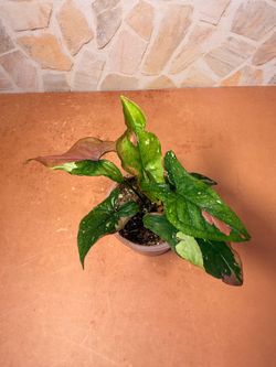 Syngonium Red Spot Tricolor Plant - 4inch