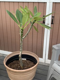 Plumeria 3’ plant