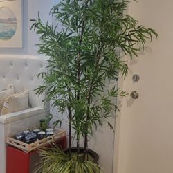 Plant-artificial $50