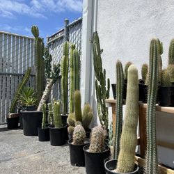 Plants For Sale - Cactus and Succulents