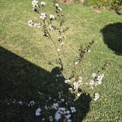 Tea Tree