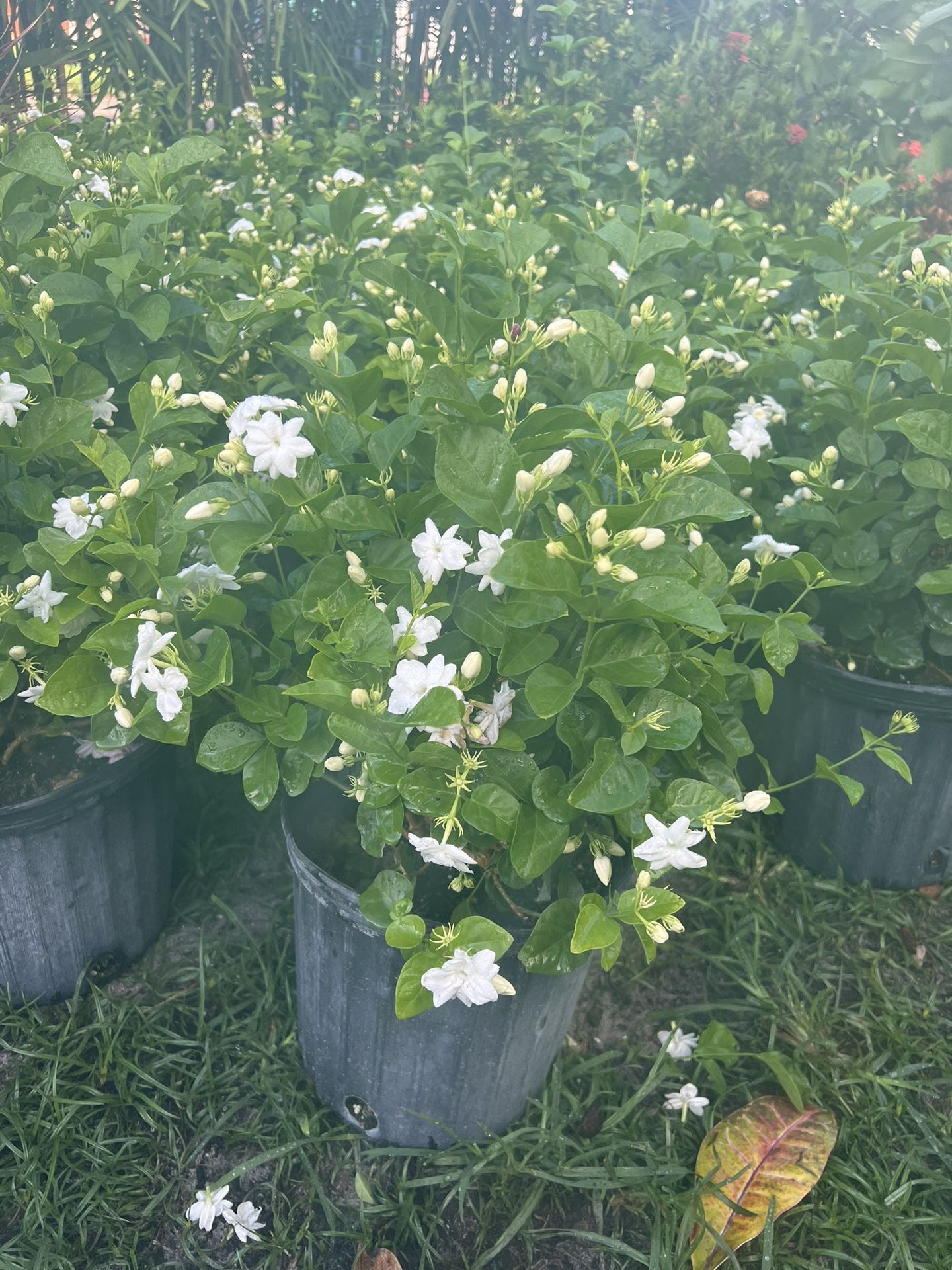 Arabian Jasmine Sambac In 3 gls Pot.SPECIAL PRICE 🤩