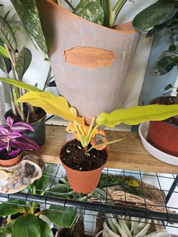 Philodendron Golden crocodile