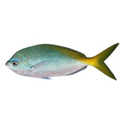 Harry’s Marine Life