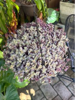 Pink lady succulent