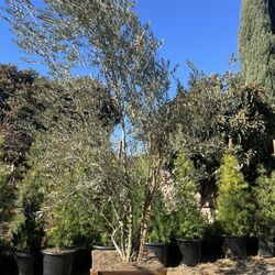Tall Fruiting Olive Trees