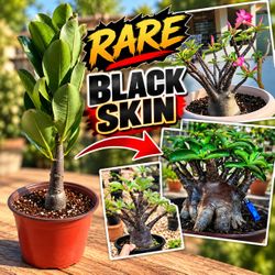 Desert rose adenium Arabicum black skin. Bonsai succulent