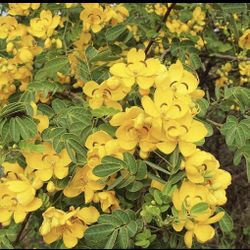 Golden Yellow Butterfly Bush Shower Tree Cassia bicapsularis