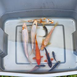 Japanese Koi Fish Lot Of 10 Koi Fish 4-9 Inch Multiple Varieties Butterfly & Standard Fin Pond Fish