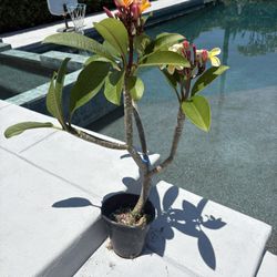 Plumeria Plant