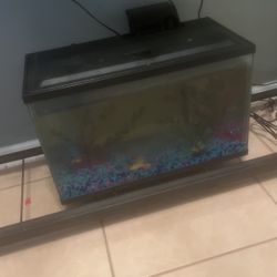 Fish Tank With Frog 