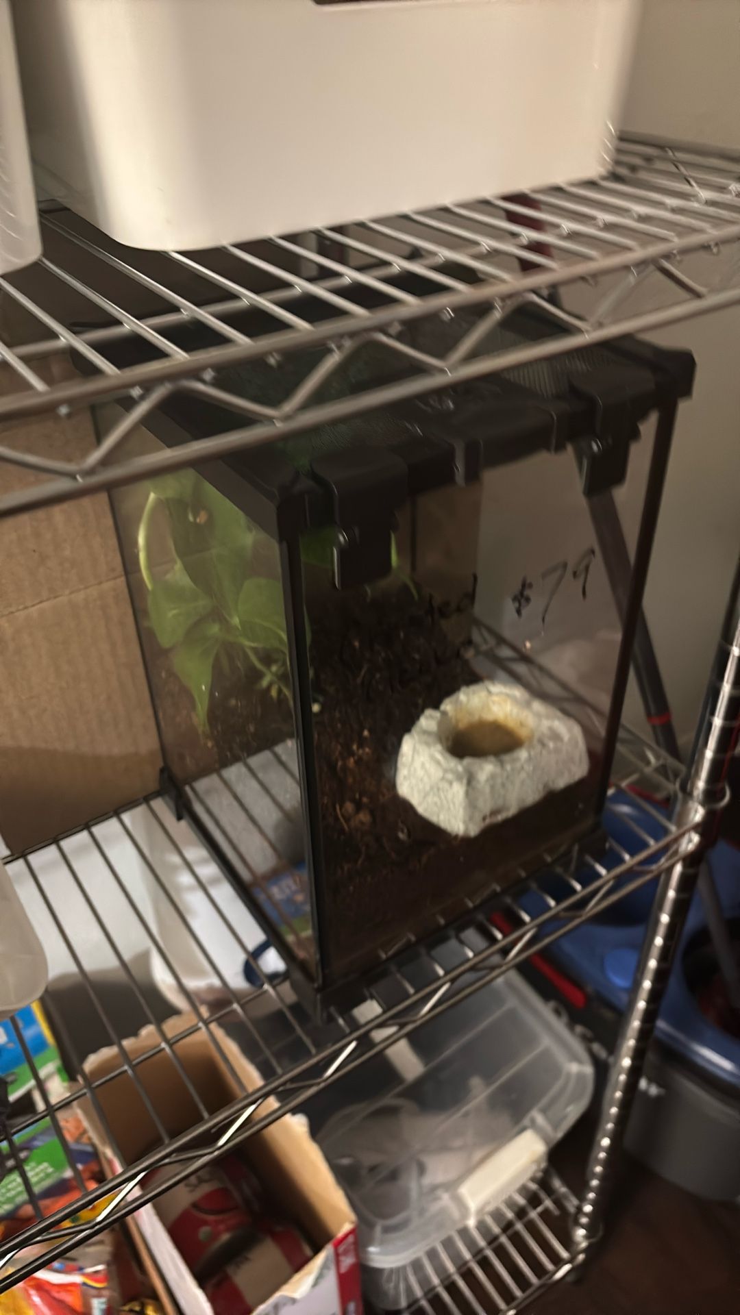 Gecko Mini Cage For Sale