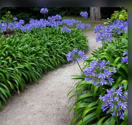 Lily Of The Nike Blue Blooms