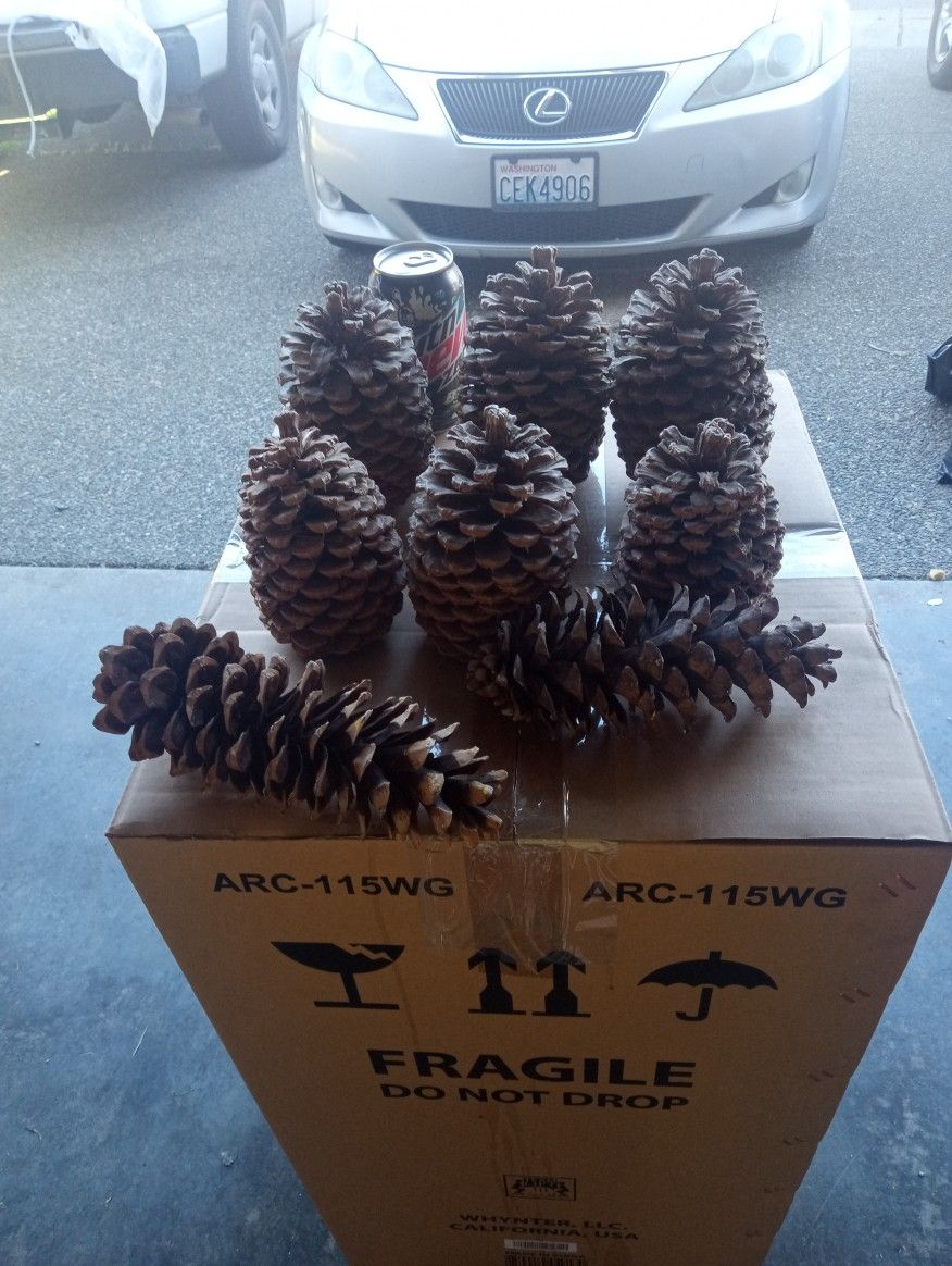 8 Very Large Pine Cones For Christmas Or Crafts