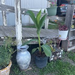 Planta De Platanillo  Las Flores Tengo Roja Naranja Rosada  