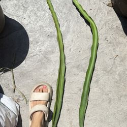 Organic Two Red Meat Dragon Fruits Cuttings 