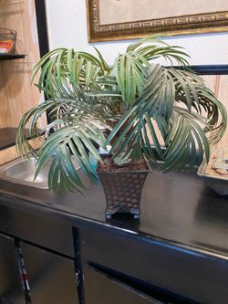 Palm plant