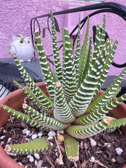 Zebra Haworthia Succulent Plant