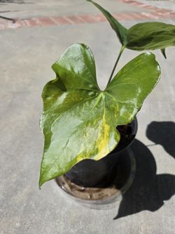 Variegated Anthurium Pterodactyl