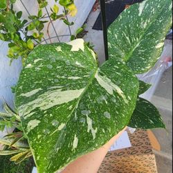 Thai Constellation Monstera 