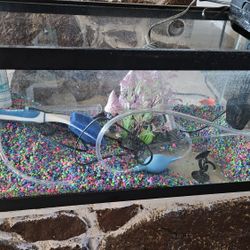 20 Gallon Fish Tank 