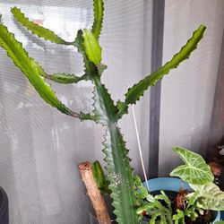 Candelabra Succulent Cactus Cutting Clone