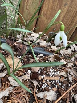 Snowdrop galanthus plant 10 bulbs