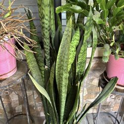 Large Snake Plant