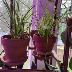Baby ponytail palms