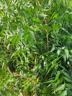 Neem leaf / Cuttings