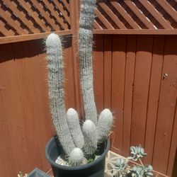 Old Man Cactus 