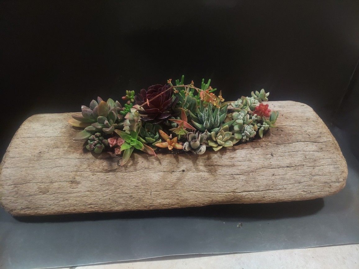 Driftwood Planter Succulent Arrangement Centerpiece