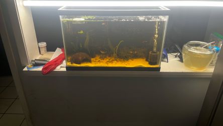 10 gallon tank