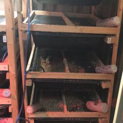Feeder Rats