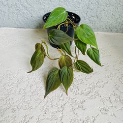 Philodendron  Micans  Plant 
