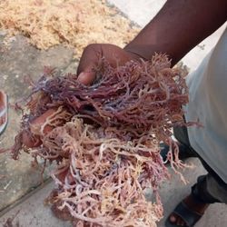 Raw  PURPLE Sea MOSS  AND GEL