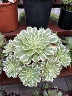 Aeonium