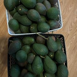 Fresh Avocados