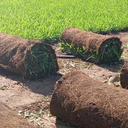 fresh sod 