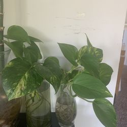 Healthy  pothos and bamboo plants in water with beautiful  vase