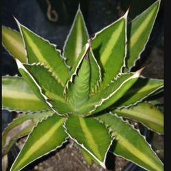 Green Stripe Agave Landscape Plant