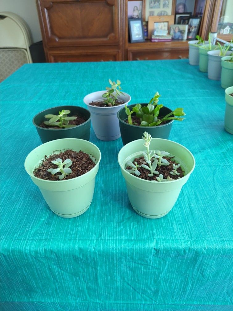 Succulents