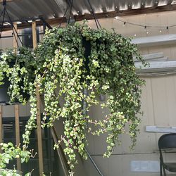 Hanging plants Portulacaria africana, elefant food plant 12