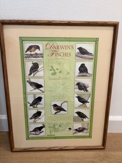 Darwin's Finches Limited Edition Framed Poster