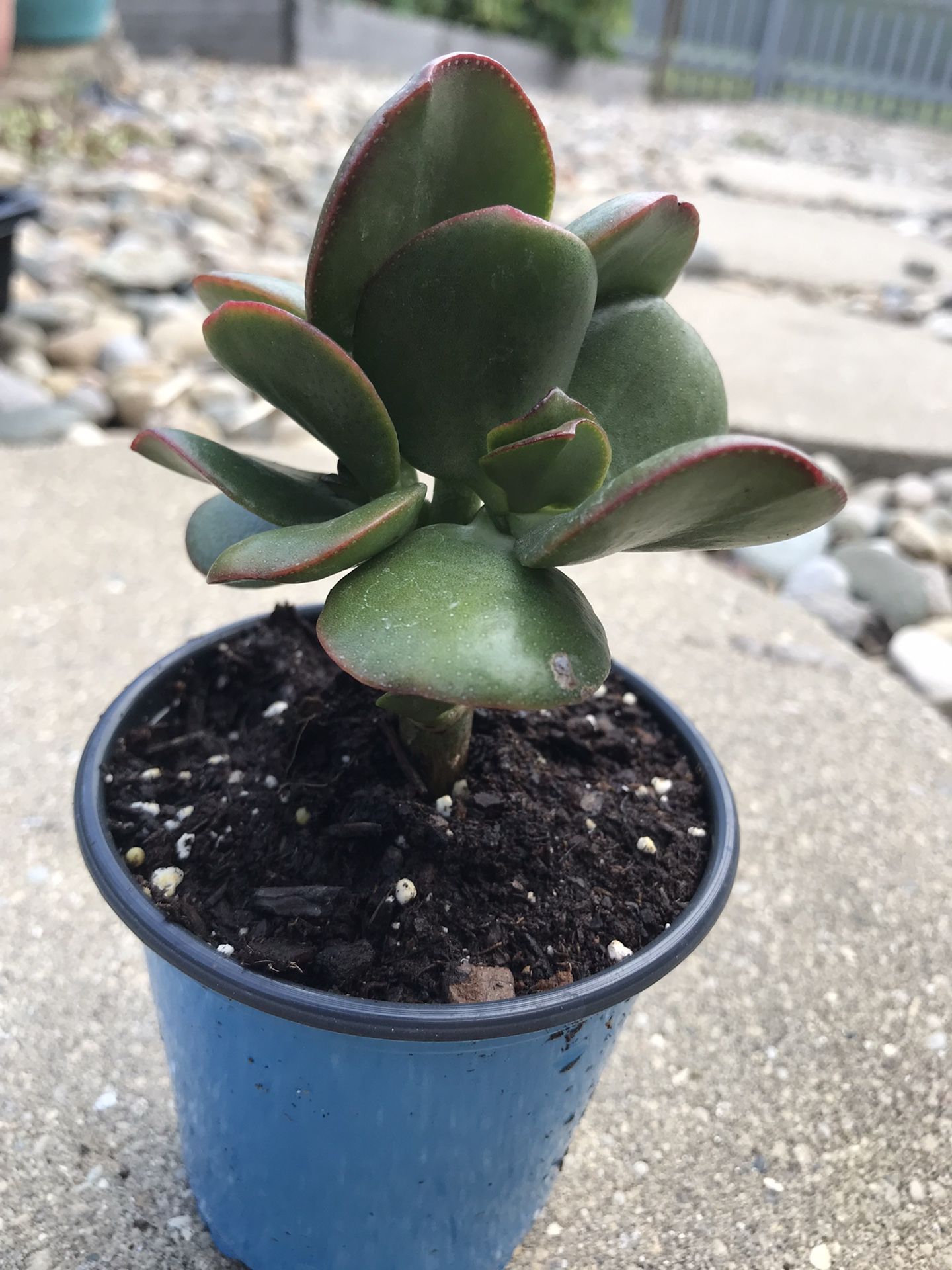 Jade Plant (Crassula ovata) - Lucky Plant - Succulent - 4 inch pot 