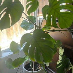Healthy Plant 