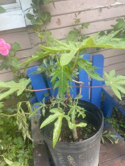 Yellow papaya tree
