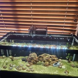 20 Gallon Long Aquarium 