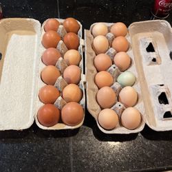 Eggs For Sale 