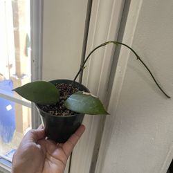 4” hoya acuta